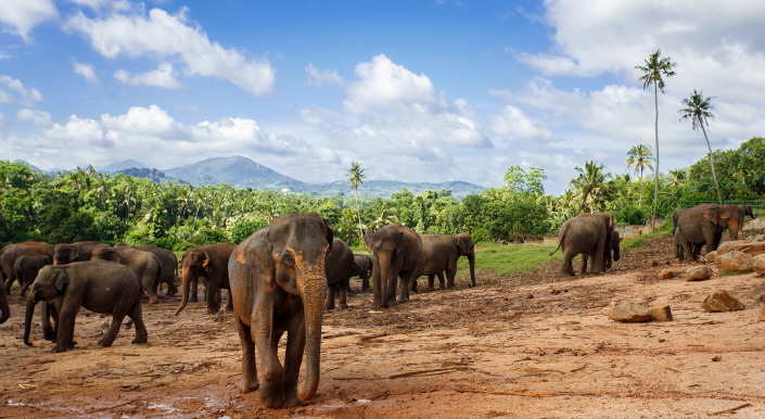 startbild_srilanka